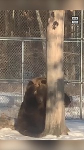 Know that itch you just can't quite scratch? That was Randy the bear, a rescue at the Orphaned Wildlife Center in upstate NY. Luckily, he found a nearby tree to do the trick. 🐻 | NowThis