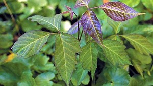 Rains bring more poison ivy: what you should know