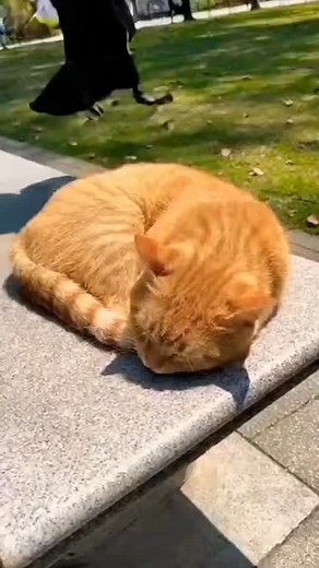 71 reactions | Vicious Raven Plan On Cat  | The Amazing Raven | Facebook