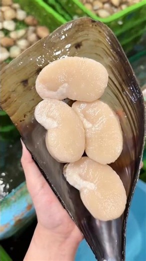 You Won’t Believe How Little of a Scallop Is Actually Used! 😱