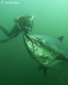 2.5K views · 76 reactions | Not often you see an 800lb Tuna in its natural habitat! Bluefin is now streaming on Fishing TV https://www.fishingtv.com/video/bluefin/ #fishing #fishingtv #bluefin #bluefinfilm #bluefintuna #conservation | Fishing TV | Facebook