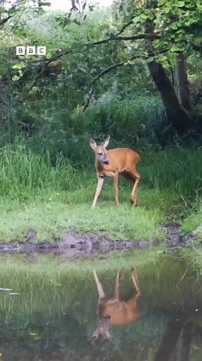 Oh how wonderful is this! 🥹 A gorgeous roe deer captured on a camera trap! 😍 During the winter months roe deer will move around in small herds as the search for food, but come the spring and summer they will mostly be solitary! And the best time to see them is at dawn and dusk! Has anybody been lucky enough to see a roe deer lately? 📸 Kevin Keatley on Flickr . . . . #wildlife #wildlife_perfection #wildlifephotography #wildlifeonearth #deer #mammals #nature #naturephotography #naturelovers #na