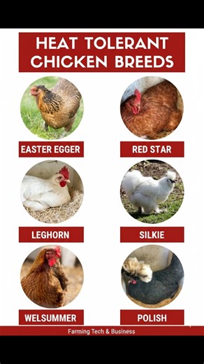 5.7K views · 32 reactions | 10 best chicken breeds that lay brown...