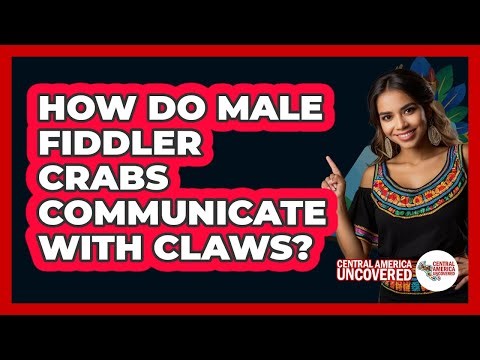 How Do Male Fiddler Crabs Communicate With Claws?