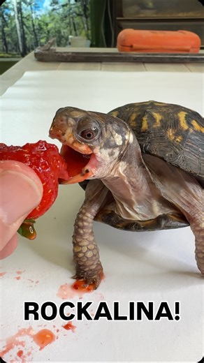 Chris Leone on Instagram: "We have so much to share with you all!! 🙌 🐢 🌎 #gardenstatetortoise #boxturtle #animalfacts #turtle #fyp"