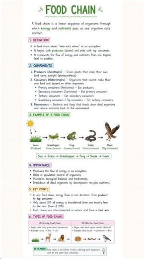 🌿 Food Chain Explained in Simple Notes! 🦗🐸🐍🦅