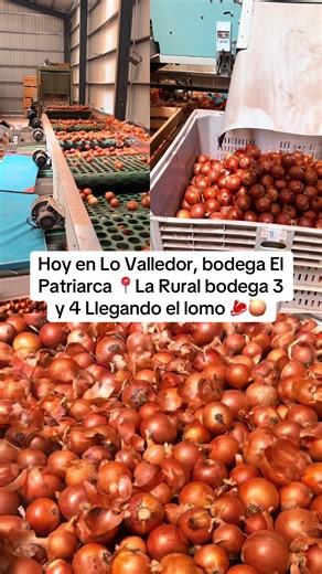 #fyppppppppppppppppppppppp #lovalledor #cebolla