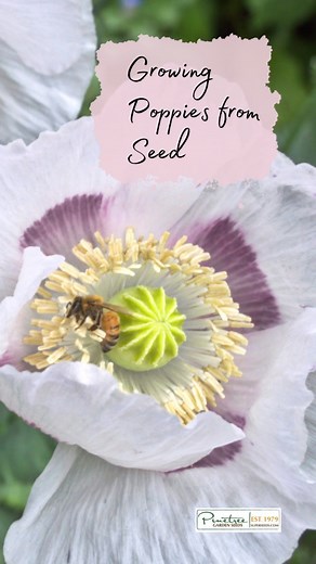 41 reactions · 9 comments | Growing Poppies from Seed  We still...