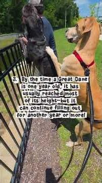The Weirdest Facts About Great Danes 🐕🐾