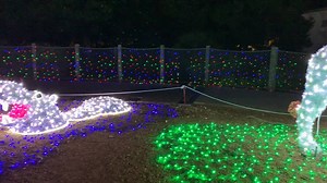 2.4K views · 115 reactions | Here’s a sneak peek at Starry Safari! Enjoy the animals during the day and these illuminated animals at night. Zoo Lights is included with zoo admission and free for zoo members. Details at www.sazoo.org. | San Antonio Zoo | Facebook