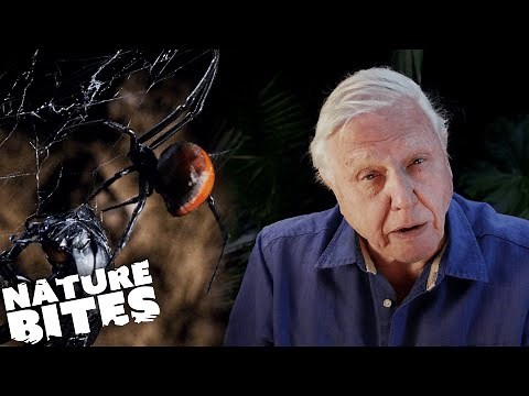David Attenborough Meets a Black Widow Spider | Nature Bites