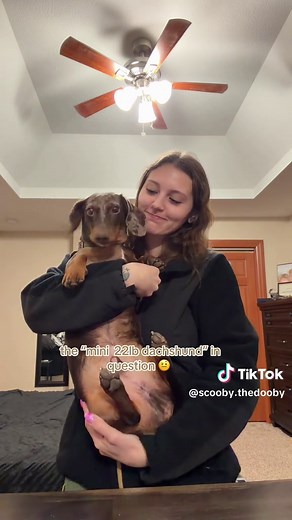 Understanding Mini Dachshund Sizes: Chunky or Standard?