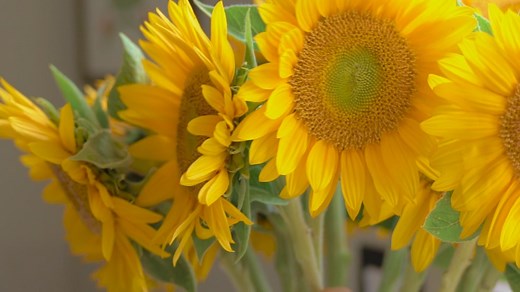 How to keep your flowers looking fresh