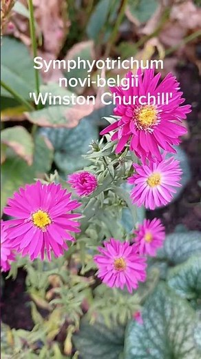 Asters for October Flowers | Autumn Flowering Perennials | Cottage Garden Plants | Symphyotrichum