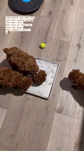 "Beat the heat with this toy poodle exercise routine that's pure fun: ice cube chase! Just drop a few safe, pet-friendly ice cubes in a shallow bowl and watch the magic! Keeps them cool & hydrated Boosts mental stimulation Perfect toy poodle training at home reward Bonus: Use best toys for toy poodles like frozen Kongs for extra crunch! Who else does toy poodle puppy care with frozen fun? Share your cool ideas below! #ToyPoodle #PoodlesOflnstagram #PoodleLove #PoodleLife #ToyPoodlePuppy #PoodleG