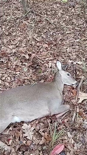 Muzzleloader Kill