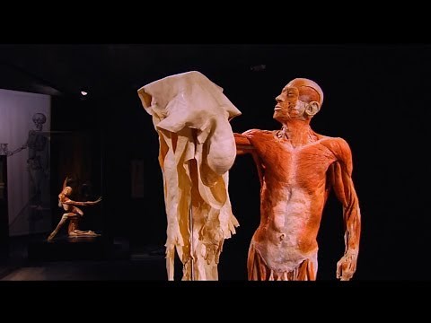 KÖRPERWELTEN: Die Kunst der Plastination