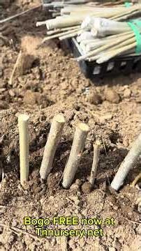 How to grow trees from cuttings #tnnursery #garden #gardening #plantnursery ￼