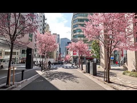 4K Japan Walking Tour: Cherry blossom season in Tokyo -