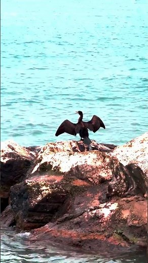 Albatross Flight Secrets: Soar for Hours Without Flapping!