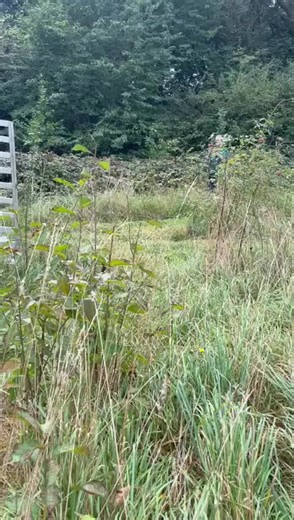 ❔Did you know we work with local authorities to help wild their landscape with our livestock? 🐄Check out this video of Bob the Longhorn and his herd arriving at Capstone Farm Country Park where they’ll be helping to manage the landscape through their natural behaviours. 💗We have a dedicated volunteer livestock team who check on the welfare of all of our 800 (plus) animals daily! Find out more about Wilder Grazing on our website, link in bio 👆 @capstonefarmcountrypark
