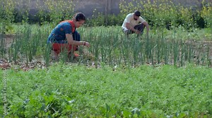 Male and female Indian village laborers doing farming work in their field during the day. Middle-aged Indian farmers plucking fresh leafy vegetables from their green farm - agriculture and cultivation