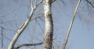 Beautiful birch trees on a cold winter day