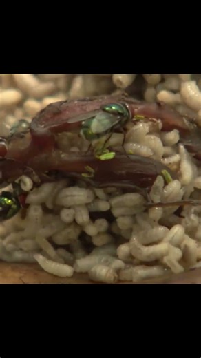 The Science of Decomposition How Maggots Turn Flesh into Nutrients