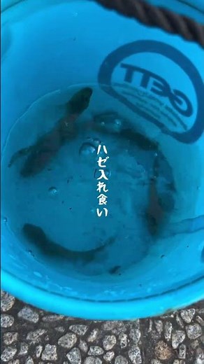 【釣り】千葉県木更津潮浜公園ハゼ釣り