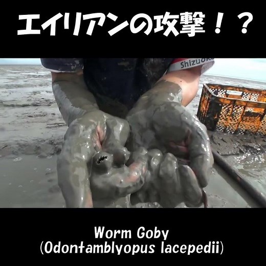 Alien attack!? ワラスボ Worm goby (O. lacepedii) ♯Shorts