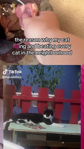 Why My Cat Is Beating Every Cat in the Neighborhood