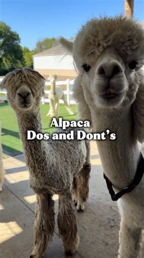 4.7K views · 602 reactions | 蓮Planning a farm visit? Here are the...