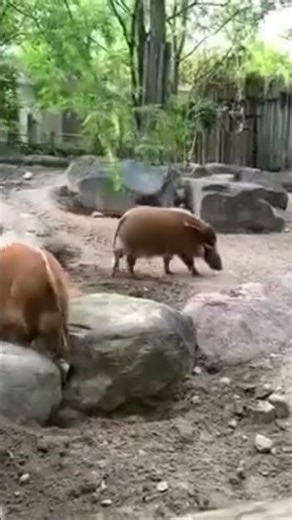 Red River Hog🐗#shorts #shortsviral #shortsfeed #hog #youtubeshort #torontozoo
