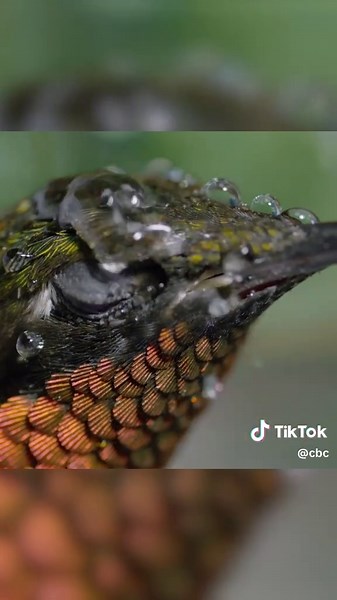 Hummingbird Shaking Off Raindrops in Nature