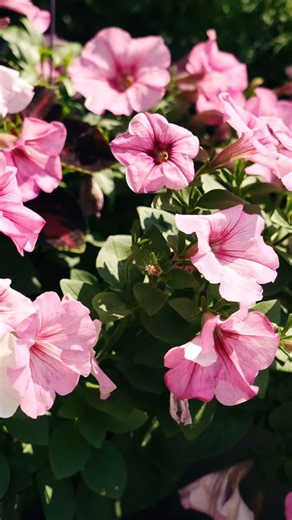 31 reactions | Iconic Buell Power with added utility and comfort. The Buell SuperTouring is the best of both worlds, giving you 1190cc American V-Twin Power, with a newly developed tail to accommodate saddle bags and an extended seat for two-up cruising. Sales Order Deposits open now! Secure your SuperTouring ahead of Fall production now at www.buellmotorcycle.com/super-touring | Buell Motorcycles | Facebook