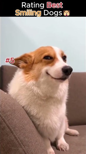 Rating Best Smiling Dogs part 1🐶🐶🐶