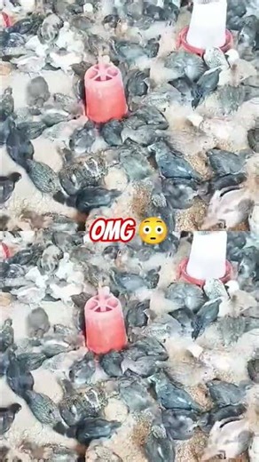 omg 😳😱😳😱🔥🔥🙀 #trustonallah #kumarsir #whatsappstatus #comedy #4k