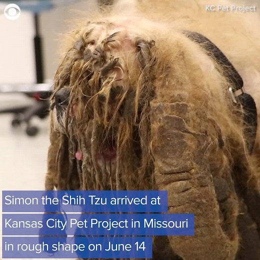 84K views · 477 reactions | When a matted, skinny stray dog arrived at Kansas City Pet Project in Missouri, the team didn’t know how bad his condition was. But after a shave and some much-needed care, Simon the Shih Tzu has a new lease on life. | KHOU 11 News | Facebook