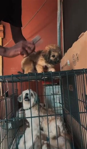 Cute Lhasa Apso Finds Forever Home