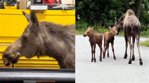 17K views · 357 reactions | Anchorage Fire Department mechanics were a-moosed by this unexpected visitor. 龜 | Cape Cod Times | Facebook