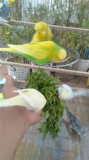 🚿 Natural Bathing Time 🐦 Fun & Healthy Routines 🌊 #PetCareTips #BudgieBath