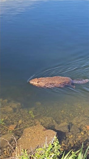 BEAVER Swims Close To Shore At The Spokane River