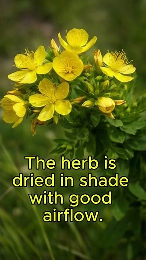 What Is St. John’s Wort?#traditionalmedicine