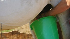 Altai women milk the mares Stock Video