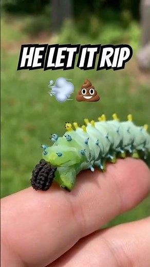 Nature's Process: Caterpillar's Fascinating Poop Moment Caught on Camera 🐛