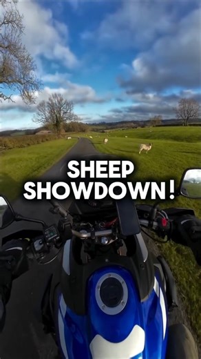 Hairy Monkey Bike 🐒🏍️🇬🇧 on Instagram: "Sheep showdown! I always love a trip down this road - but the locals can get in the way 🤷‍♂️ These two wanted a bit of a stand off 😂 Do you have to dodge the sheep on your rides? #motorcycles #ukbikers #motorbikes #bikersofinstagram #biker #instabikers #ridersofinstagram #suzukivstrom #suzuki #leicestershire #sheep"