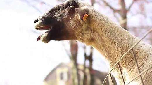 Goats Yelling Screaming Like Humans