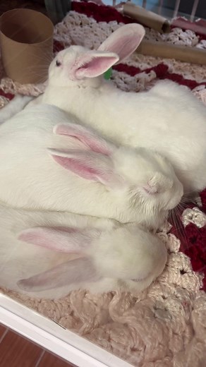 Adorable Bunny Adoption in Fort Lauderdale | Meet Peep, Fancy Pants, and More!