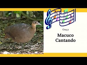 SOLITARY TINAMOU SINGING