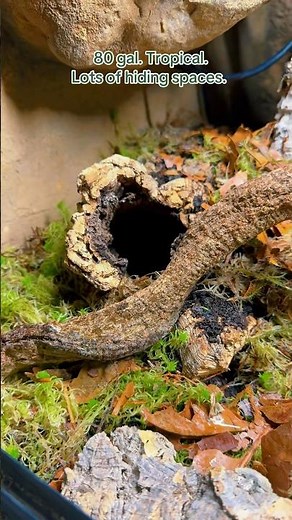 My New Reptile’s Enclosure | SNEAK PEEK